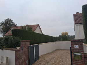 Photo de galerie - Thuya 