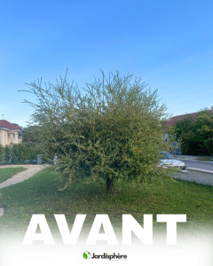 Photo de galerie - Elagage et coupe d'arbres