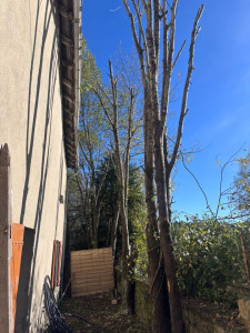 Photo de galerie - Chantier d’élagage 