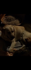 Photo de galerie - Garde chien