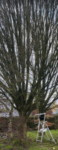 Photo de galerie - Petit élagage d'arbres avant 