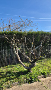 Photo de galerie - Taille de fruitier