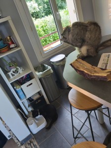 Photo de galerie - Garde de chat à domicile