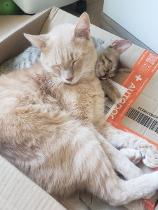 Photo de galerie - Garde deux chats 
