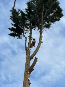 Photo de galerie - Gros démontage avec rétention sur un cyprès du canada 
