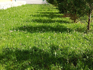 Photo de galerie - Tonte de pelouse - Débroussaillage