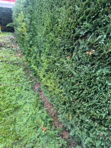 Photo de galerie - Taille de haies et d'arbustes