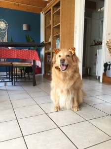 Photo de galerie - Garde chien