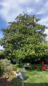 Photo de galerie - Elagage et coupe d'arbres