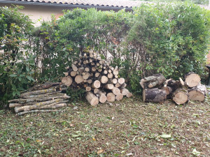 Photo de galerie - Elagage et coupe d'arbres