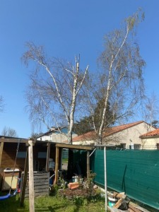 Photo de galerie - Elagage et coupe d'arbres