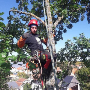 Photo de galerie - Elagage et coupe d'arbres