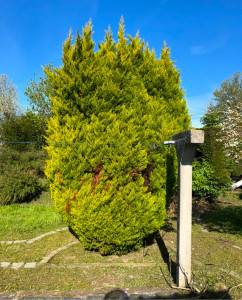 Photo de galerie - Taille de haies et d'arbustes