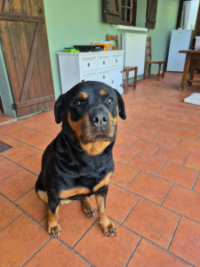 Photo de galerie - Garde chien