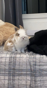 Photo de galerie - Garde animaux