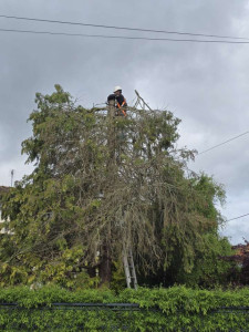 Photo de galerie - Elagage et coupe d'arbres