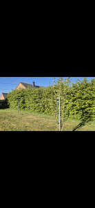 Photo de galerie - Taille de haies solre le chateau 