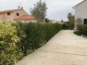 Photo de galerie - Taille de haie