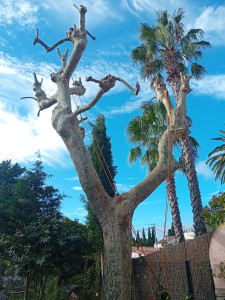 Photo de galerie - Elagage et coupe d'arbres