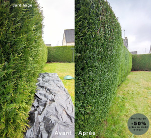 Photo de galerie - Taille de thuya