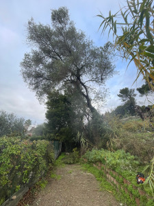 Photo de galerie - Elagage et coupe d'arbres