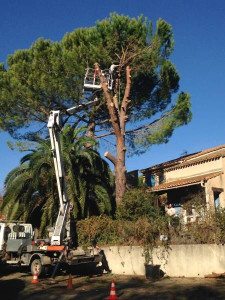 Photo de galerie - Abbatage d arbuste plus évacuation végétaux 