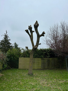 Photo de galerie - Elagage et coupe d'arbres
