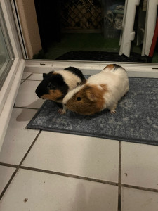 Photo de galerie - Mes deux Loulous je peux garder les votres