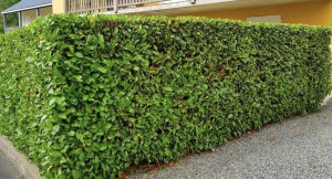 Photo de galerie - Taille de haies et d'arbustes