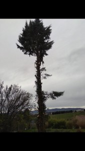 Photo de galerie - Démontage d’un arbre 
