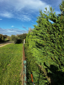 Photo de galerie - Remise en état d’une haie après 2 ans sans taille 
