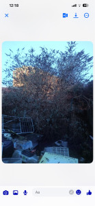 Photo de galerie - Elagage et coupe d'arbres