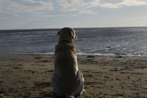 Photo de galerie - Garde chien