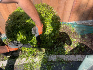 Photo de galerie - Taille de haies et d'arbustes