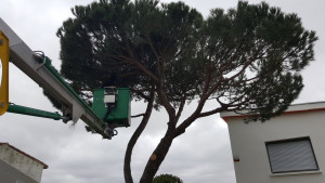 Photo de galerie - Elagage et coupe d'arbres