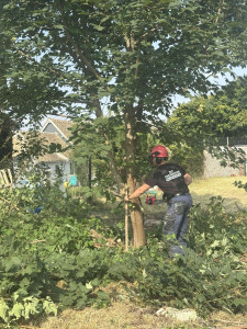 Photo de galerie - Elagage et coupe d'arbres