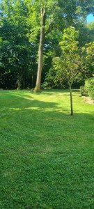 Photo de galerie - Tonte de pelouse - Débroussaillage