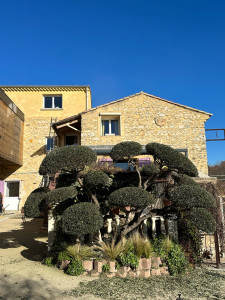 Photo de galerie - Taille d’Olivier 