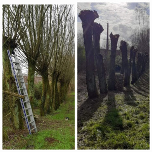 Photo de galerie - Elagage et coupe d'arbres