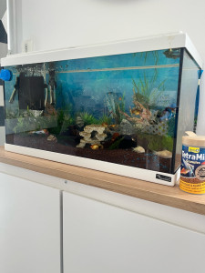 Photo de galerie - Nourrir les poissons + gardiennage de maison !