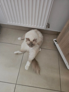 Photo de galerie - Garde chat