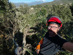 Photo de galerie - Elagage et coupe d'arbres