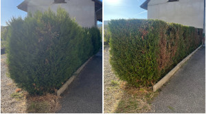 Photo de galerie - Taille de haie 