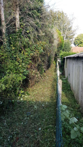 Photo de galerie - élagage effectué 