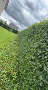 Photo de galerie - Taille de haies et d'arbustes