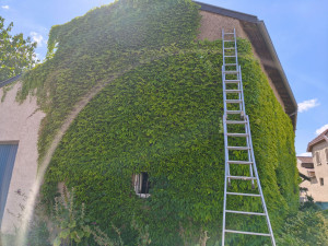 Photo de galerie - Taille de vigne vierge 