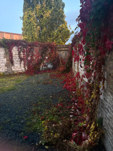 Photo de galerie - Taille de haies et d'arbustes