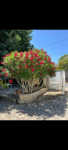 Photo de galerie - Jardinier