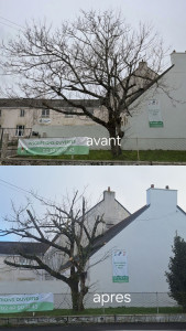 Photo de galerie - élagage est étetage d'arbre devant l'école privée Saint-Joseph trignac