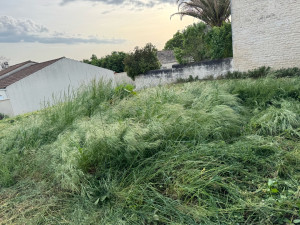 Photo de galerie - Débroussaillage 